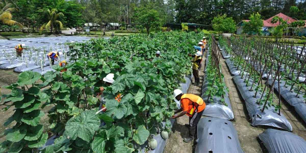 pt-freeport-klaim-bisa-tanam-ratusan-jenis-tumbuhan-di-lahan-tailingnya